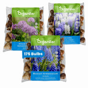 Bulbos de flores - Caja sorpresa azul - Bulbos de flores XXL