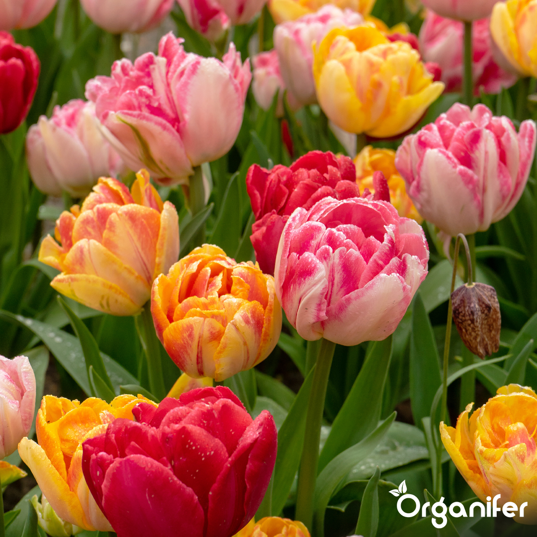 Foxtrot Tulip Bulbs 10