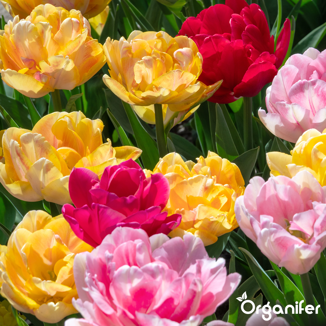 Foxtrot Tulip Bulbs 11