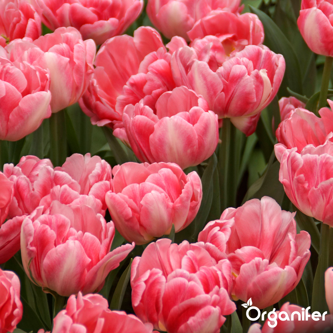 Foxtrot Tulip Bulbs 1