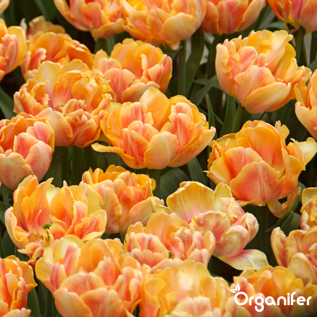 Foxtrot Tulip Bulbs 2