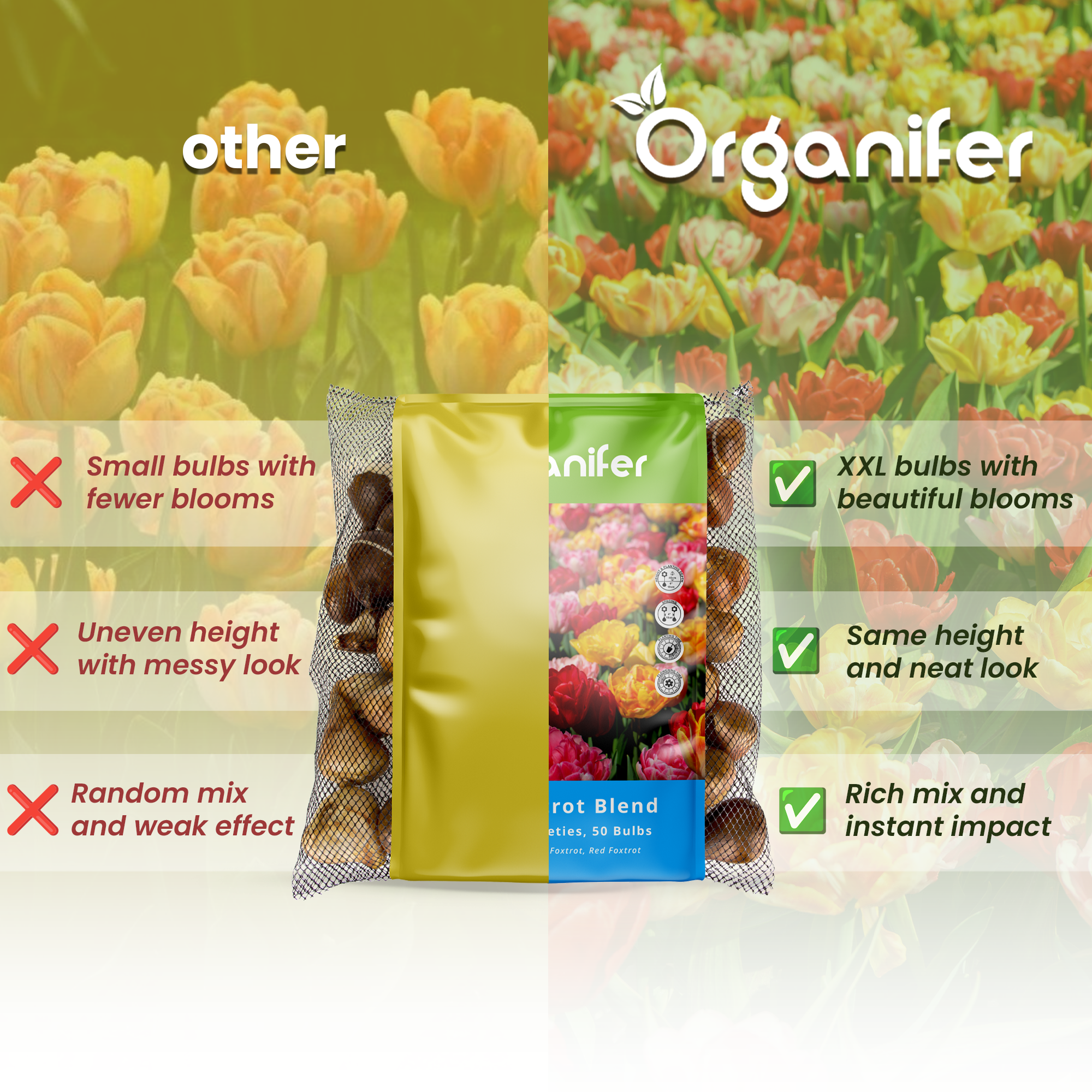 Foxtrot Tulip Bulbs 3 Colorful Varieties Compare