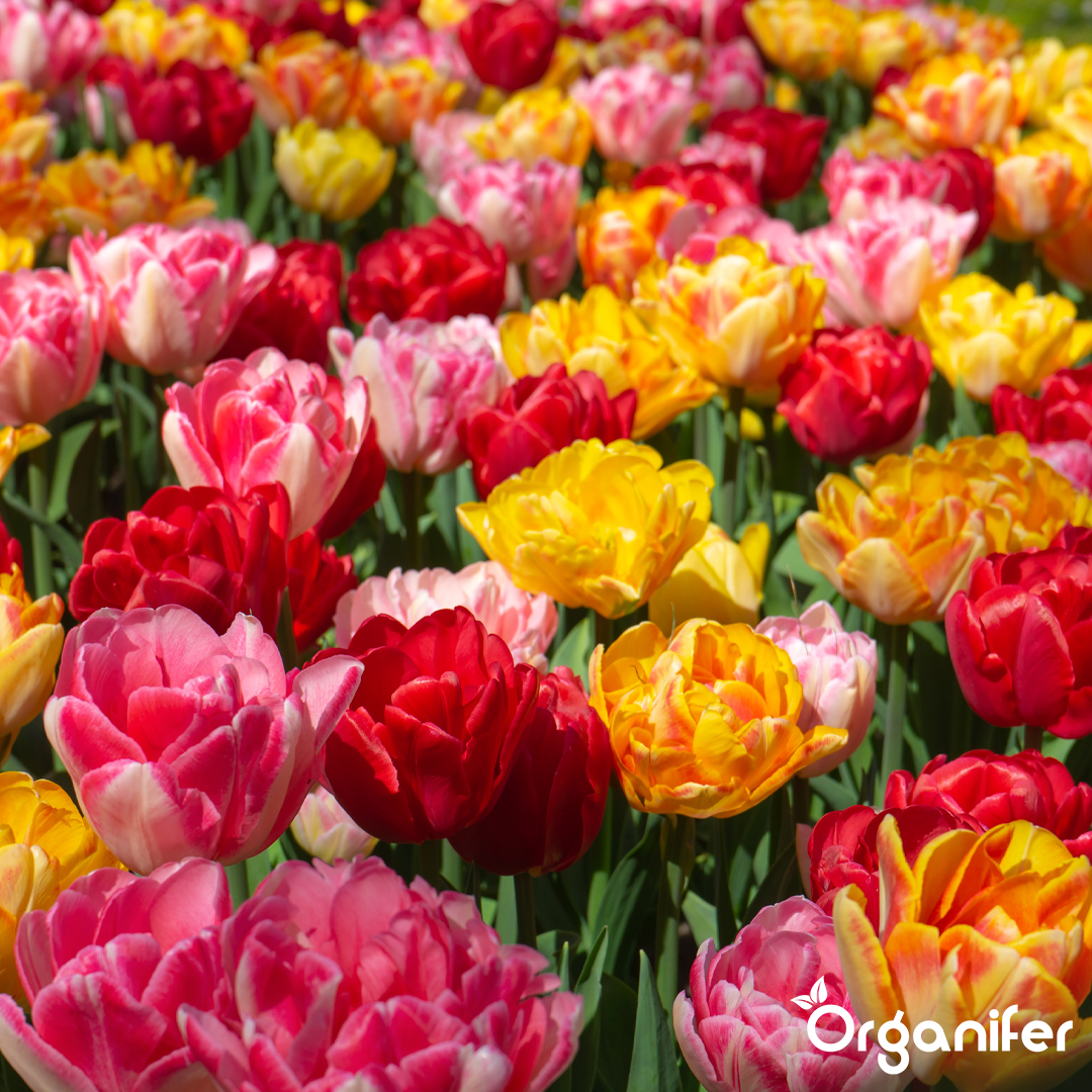 Foxtrot Tulip Bulbs 5