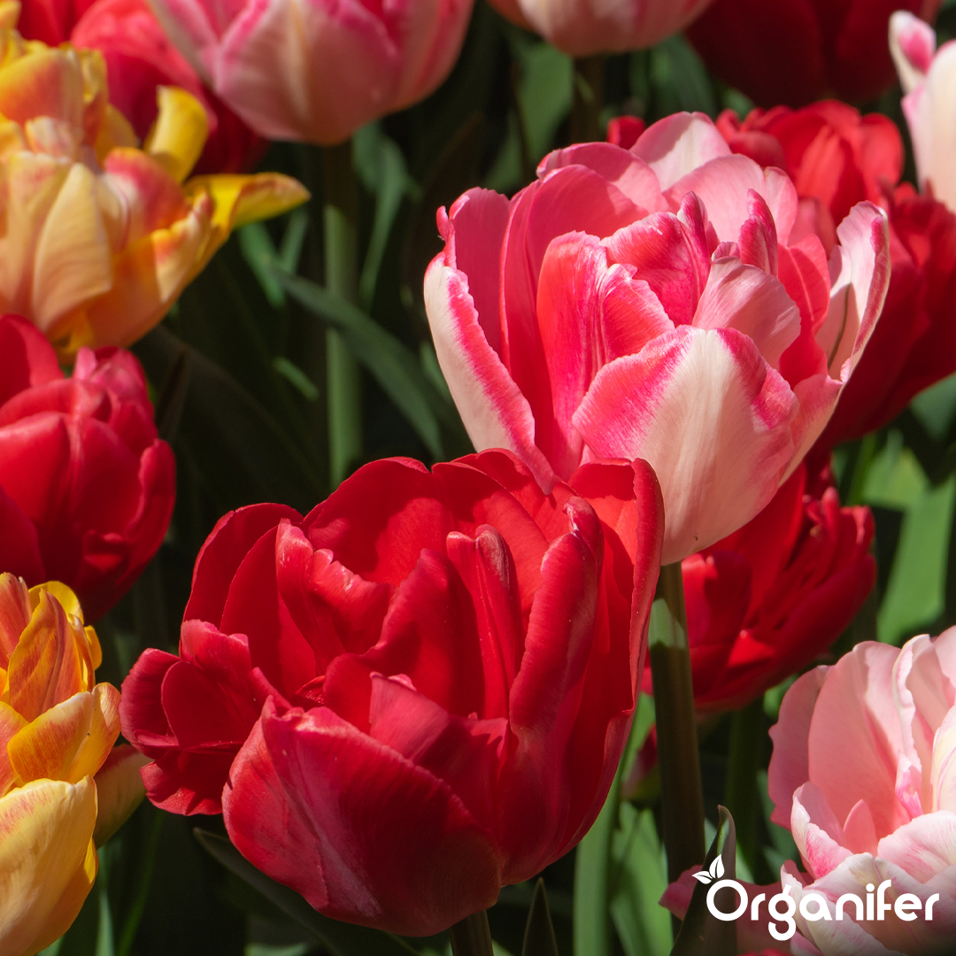 Foxtrot Tulip Bulbs 6