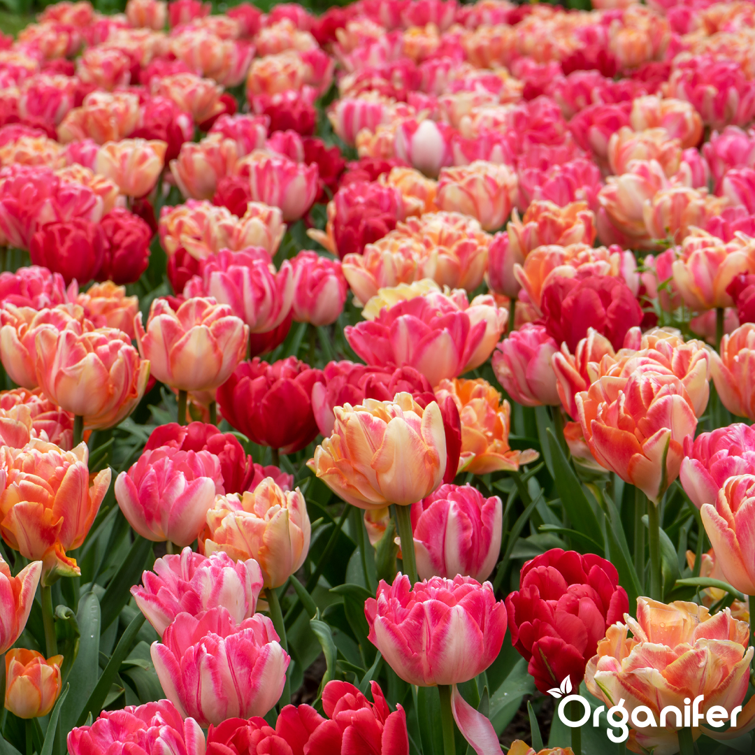 Foxtrot Tulip Bulbs 9