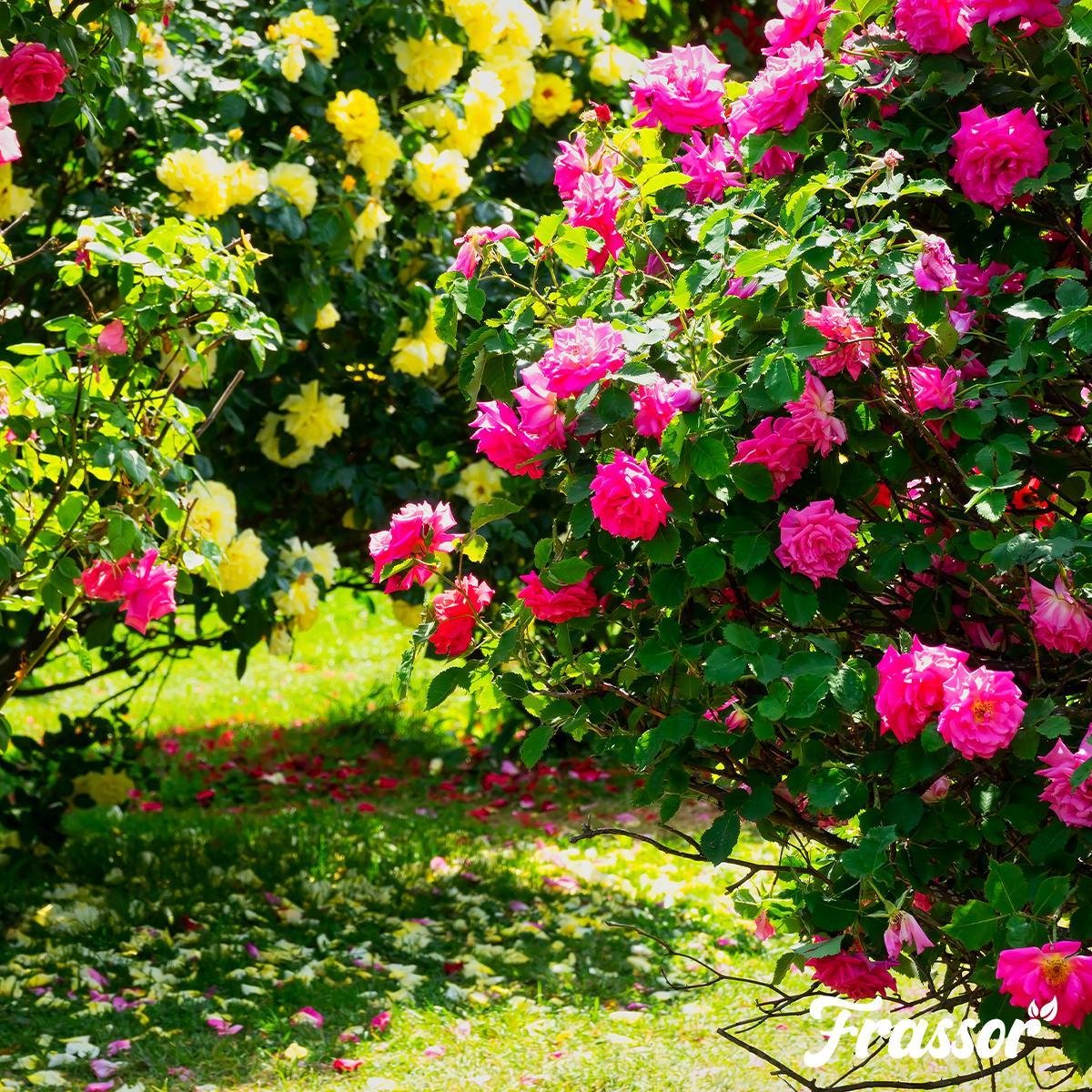 Frassor Insect Frass (20 kg – per 200 m2)