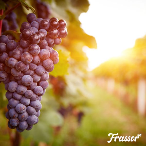 Frassor Insect Frass (10 kg – para 100 m2)