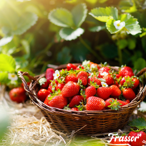 Frassor Hmyz Frass (25x = 500 kg – pro 5.000 m2)