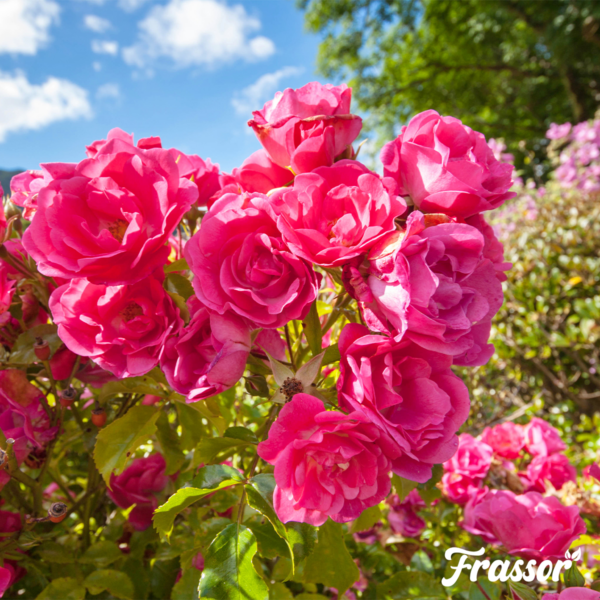 Frassor Insect Frass (5 kg – per 50 m2)