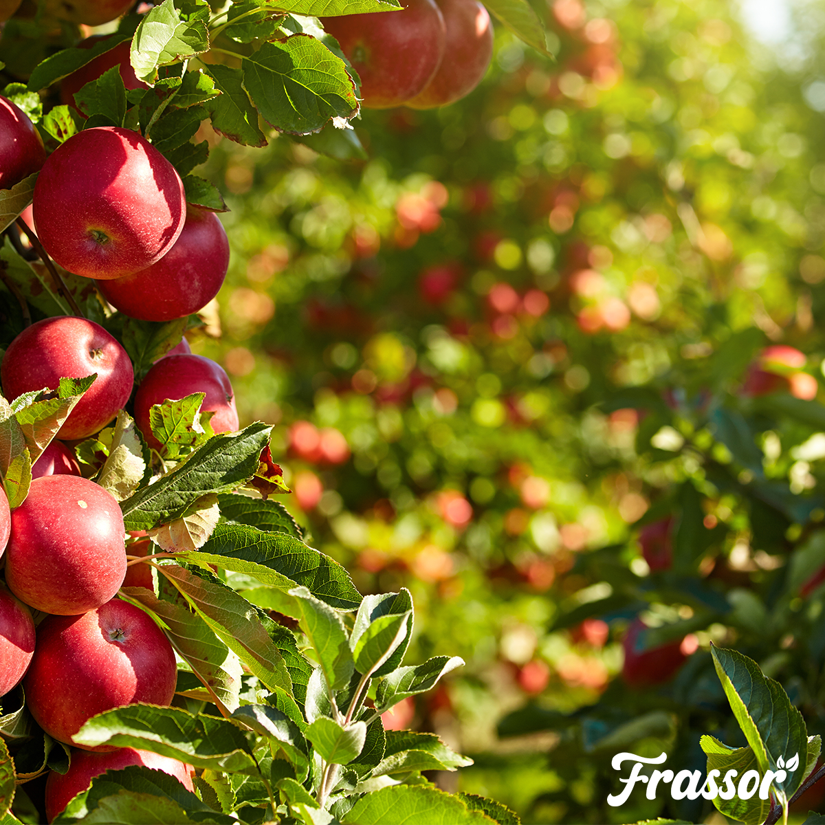 Frassor Insect Frass (5 kg – per 50 m2)