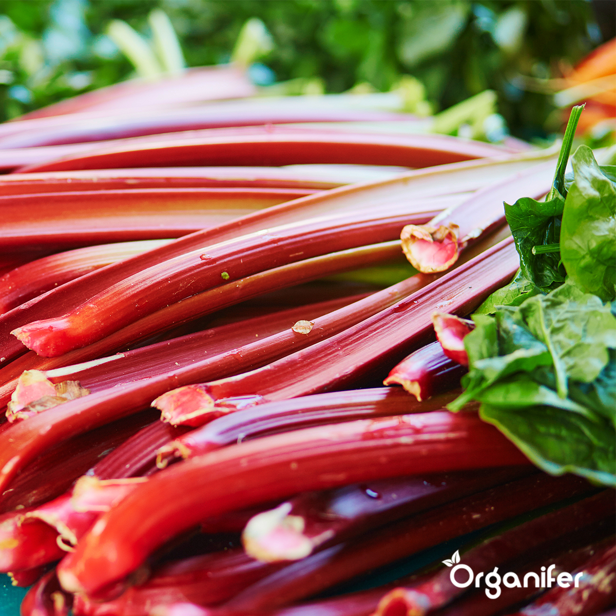 Paket semen sadja – 13 vrst