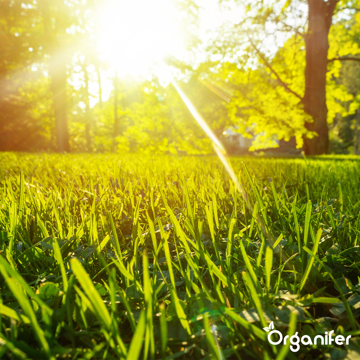 Fertilizante para Césped Todo-en-Uno (10 kg - para 200 m2)