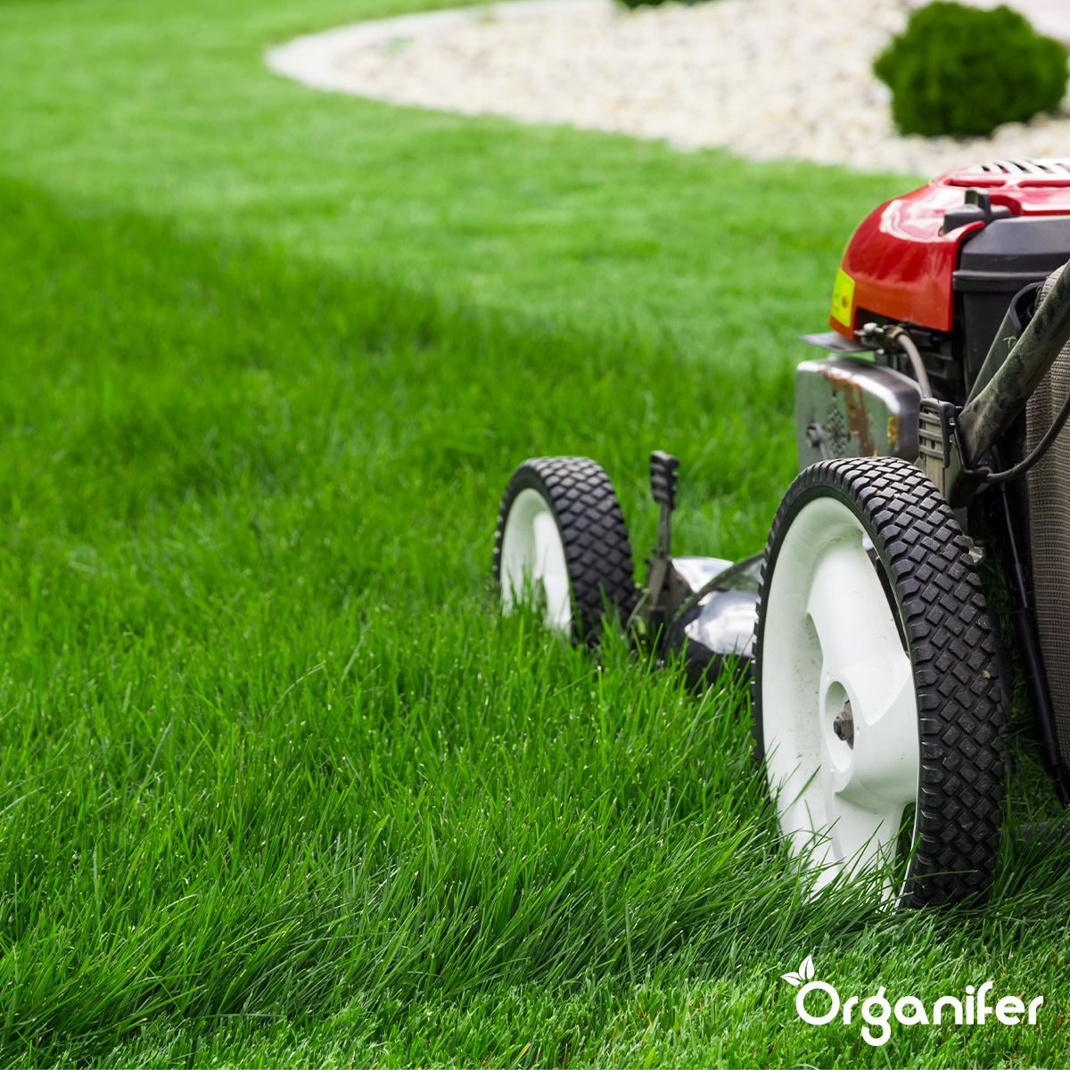 hoe vaak met ik maaien?