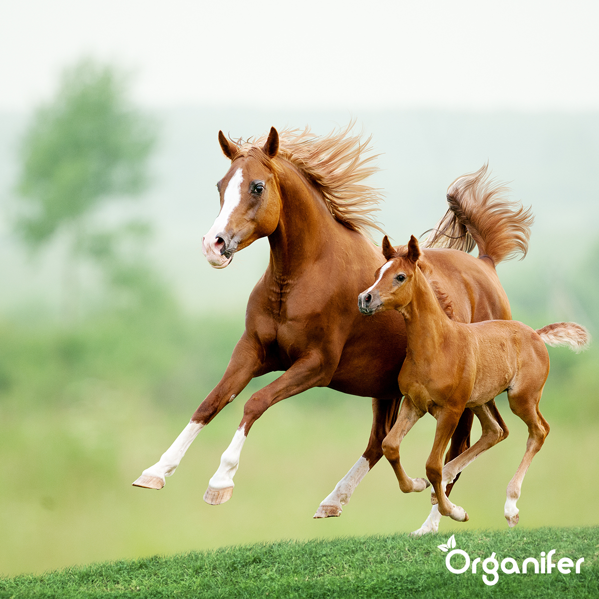 Pasture Fertiliser All-In-One (10 kg - for 200 m2)