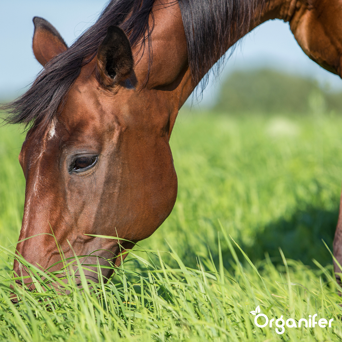 Semente de erva de pastagem - para Cavalos e Pequenos Animais (15 kg para 3000 m2)