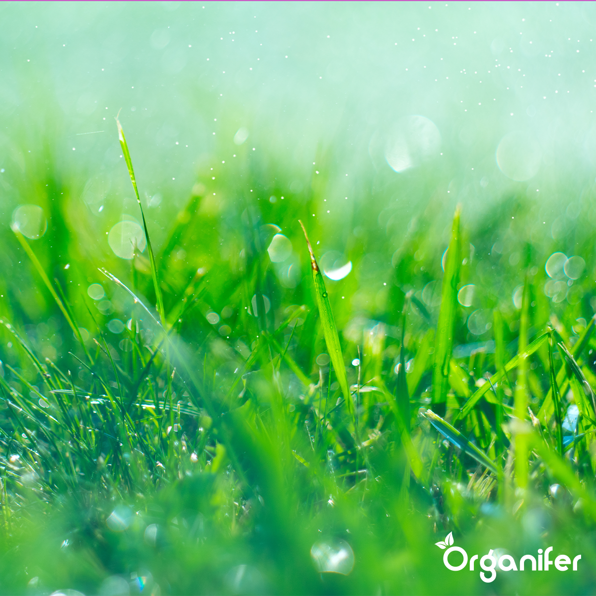 Grass Insects Concentraat - 500 ml voor 125 m2