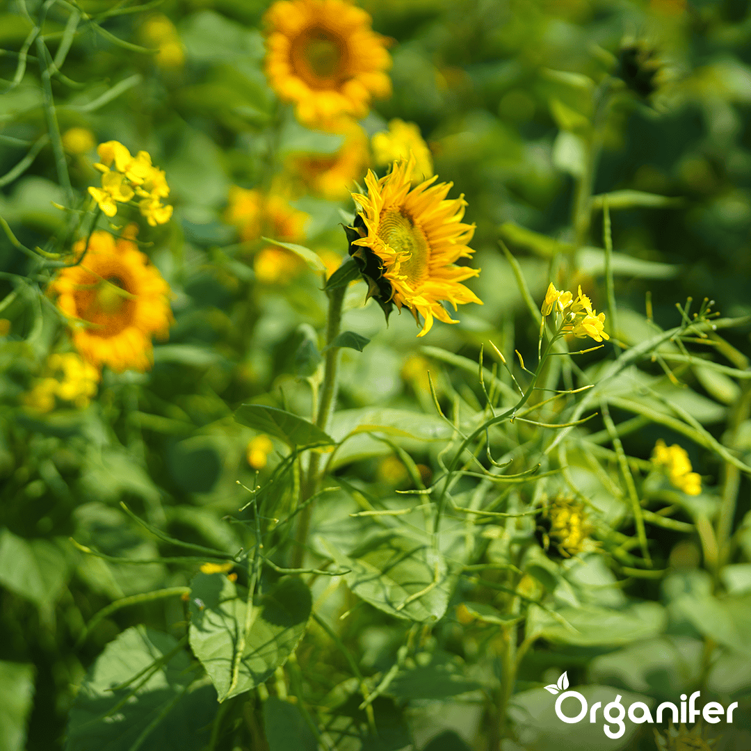 Mešanica pokrovnih posevkov - 10 sort (5 kg za 800 m2)