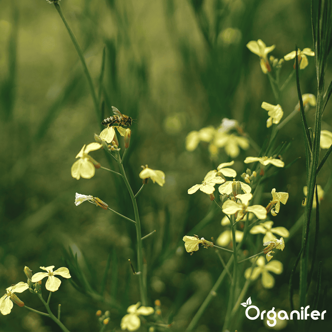 Mešanica pokrovnih posevkov - 10 sort (5 kg za 800 m2)