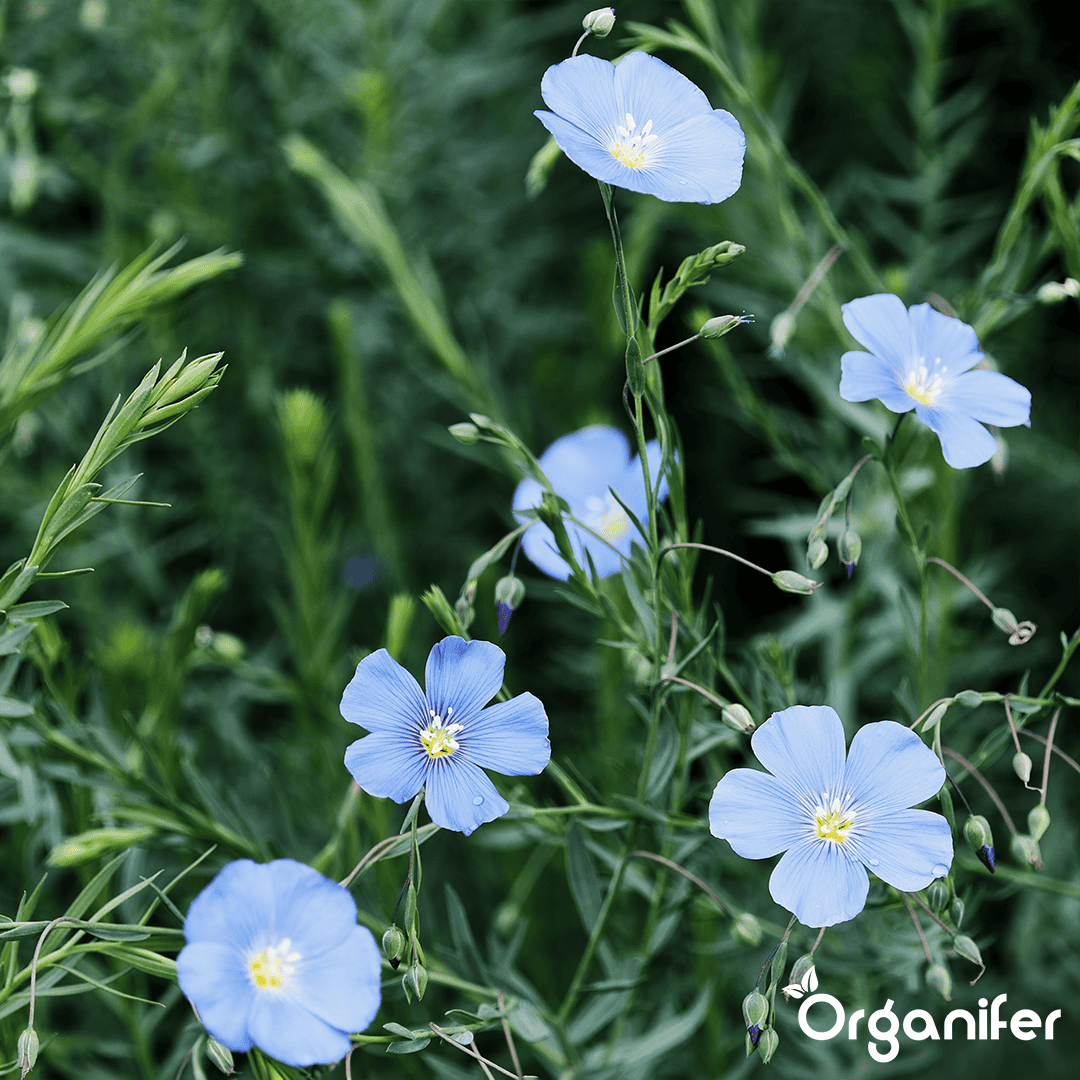 Mešanica pokrovnih posevkov - 10 sort (5 kg za 800 m2)