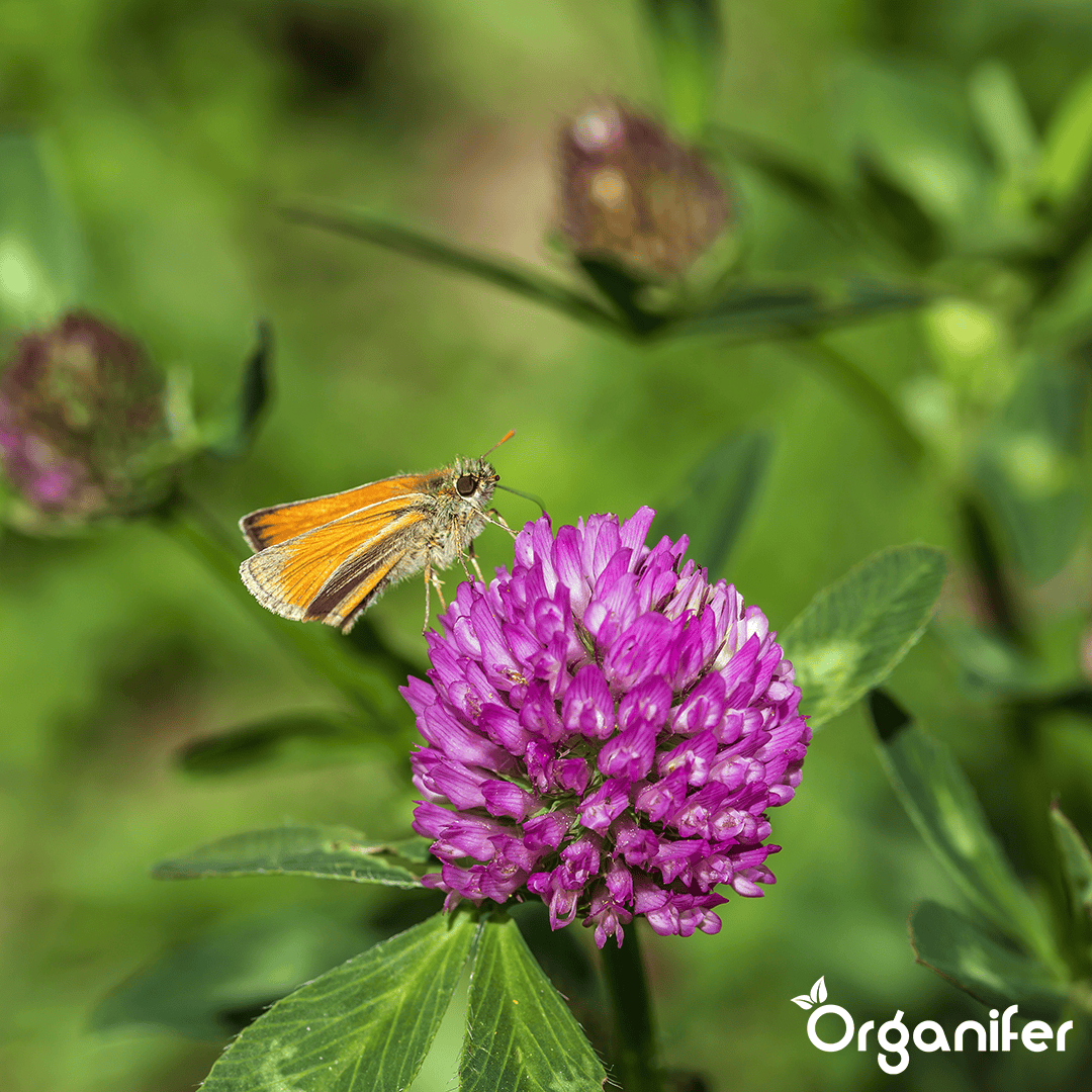 Mešanica pokrovnih posevkov (12 kg za 2000 m2)