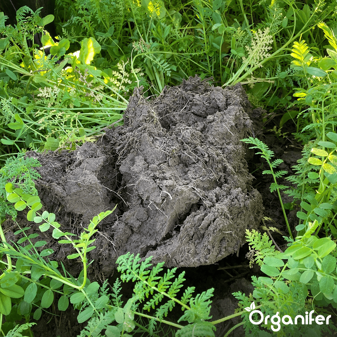 Mešanica pokrovnih posevkov (12 kg za 2000 m2)