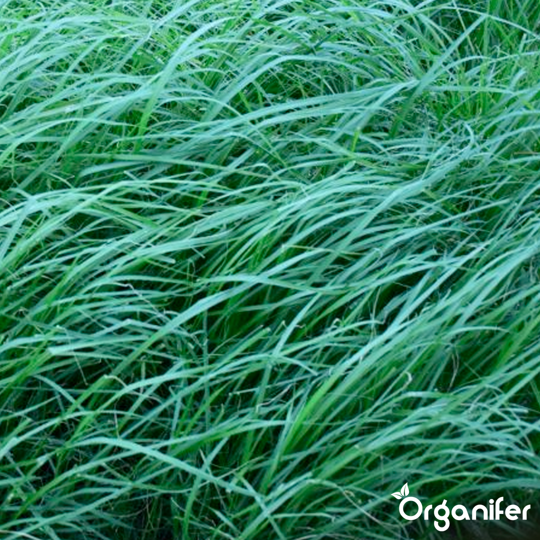 Hay Grass Seeds 10