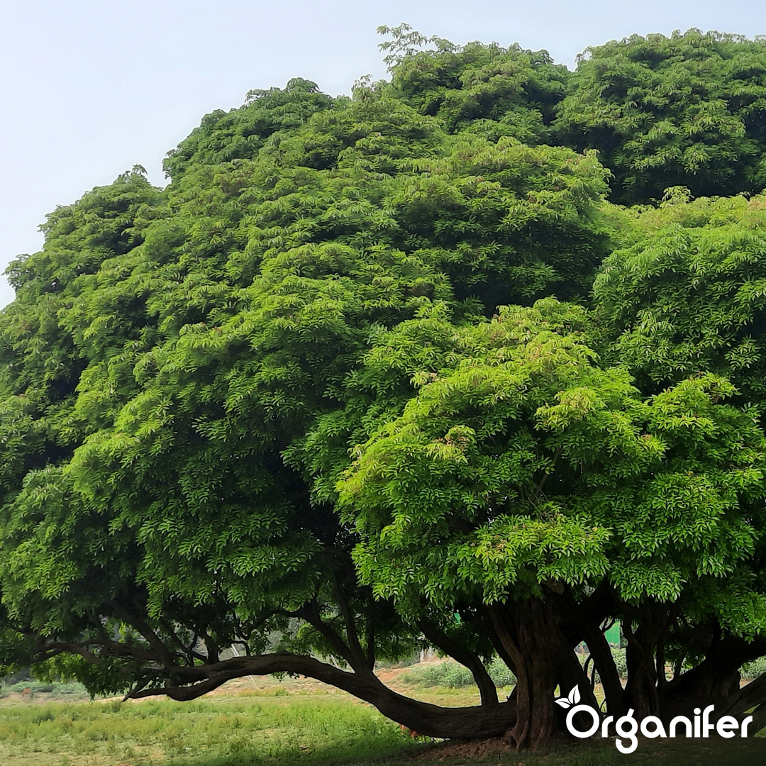 Hedges, Yew & Conifers Fertiliser All-In-One 10