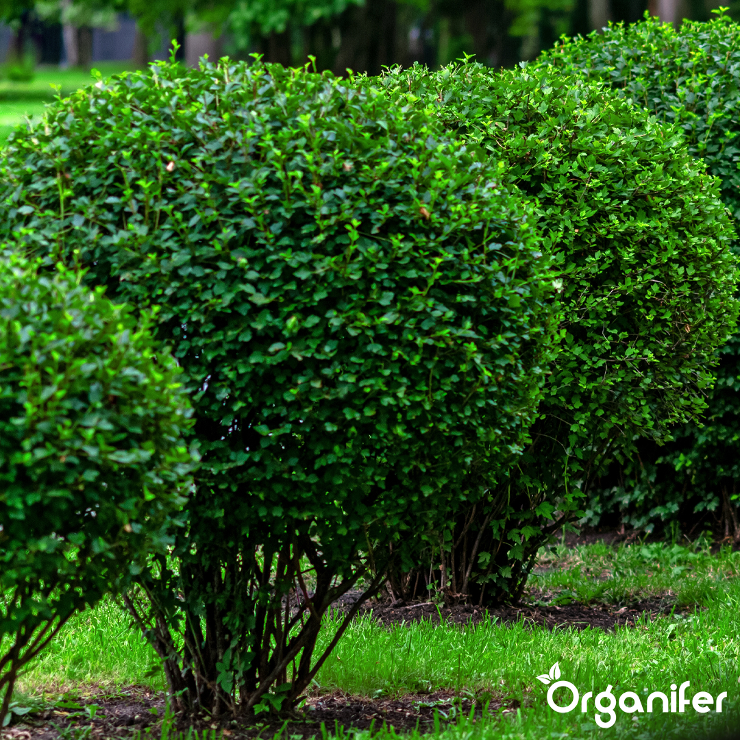 Hedges, Yew & Conifers Fertiliser All-In-One 1