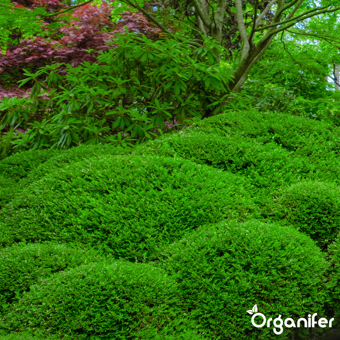 Hedges, Yew & Conifers Fertiliser All-In-One 2