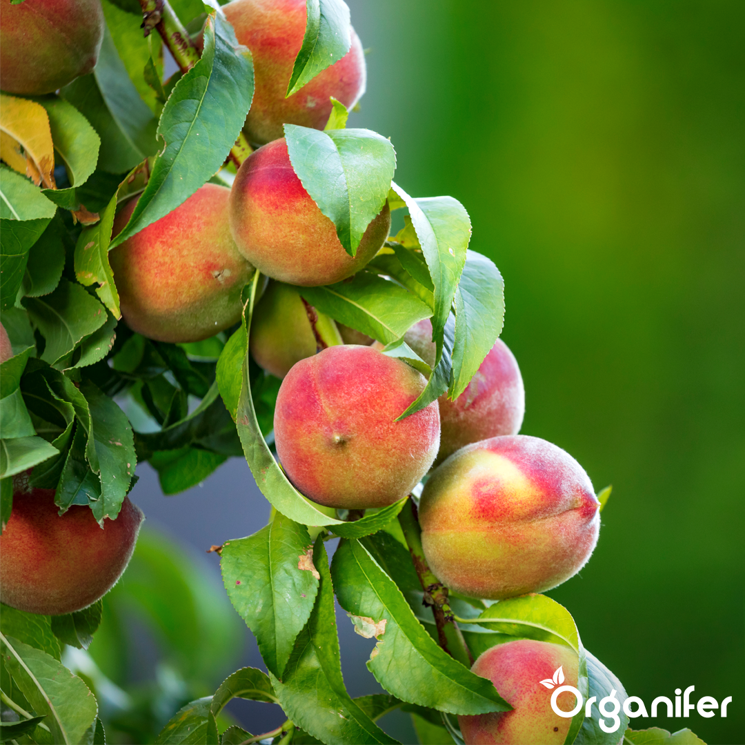 Horn Shavings 1-6 mm Organic Nitrogen Fertiliser 1