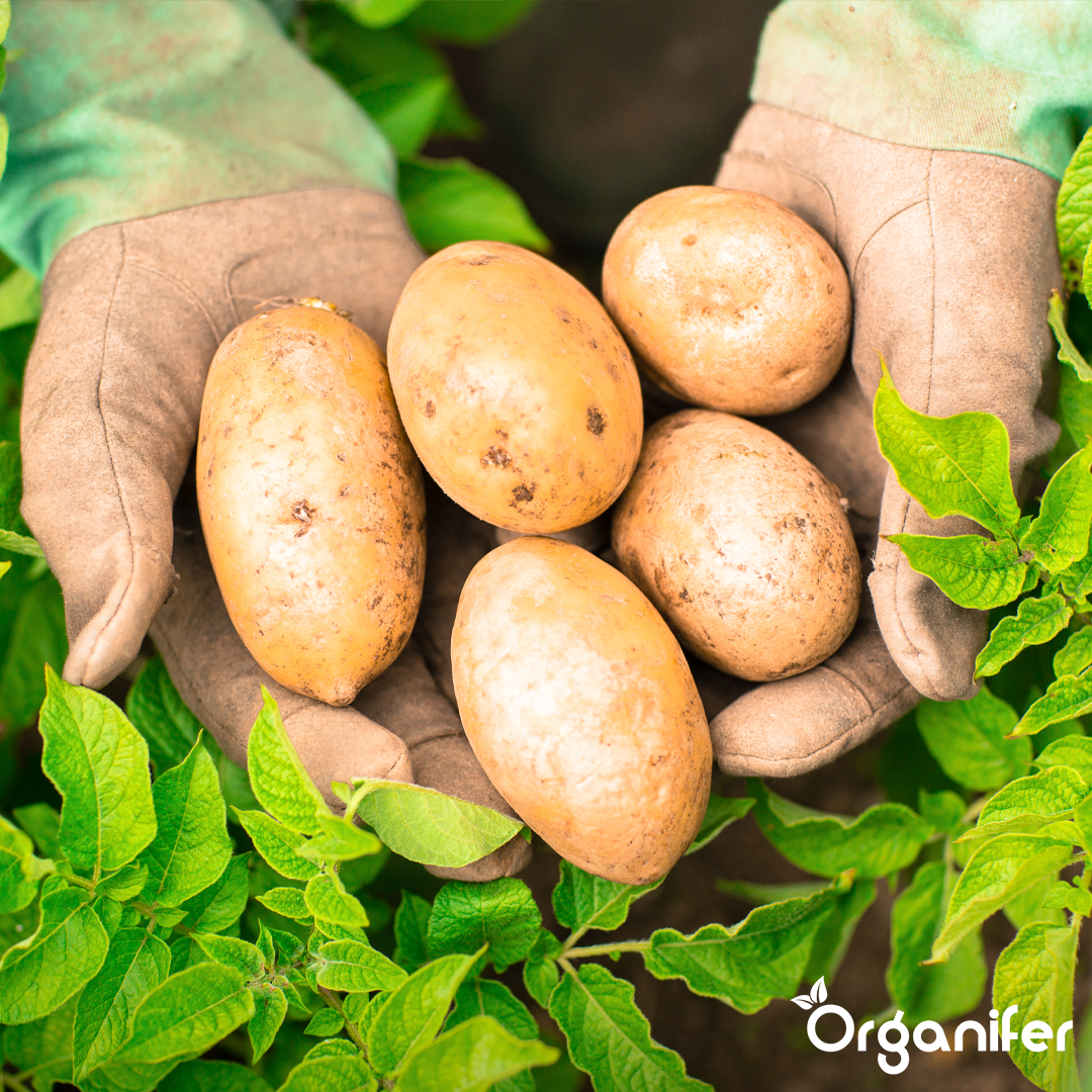 Horn Shavings 1-6 mm Organic Nitrogen Fertiliser 2