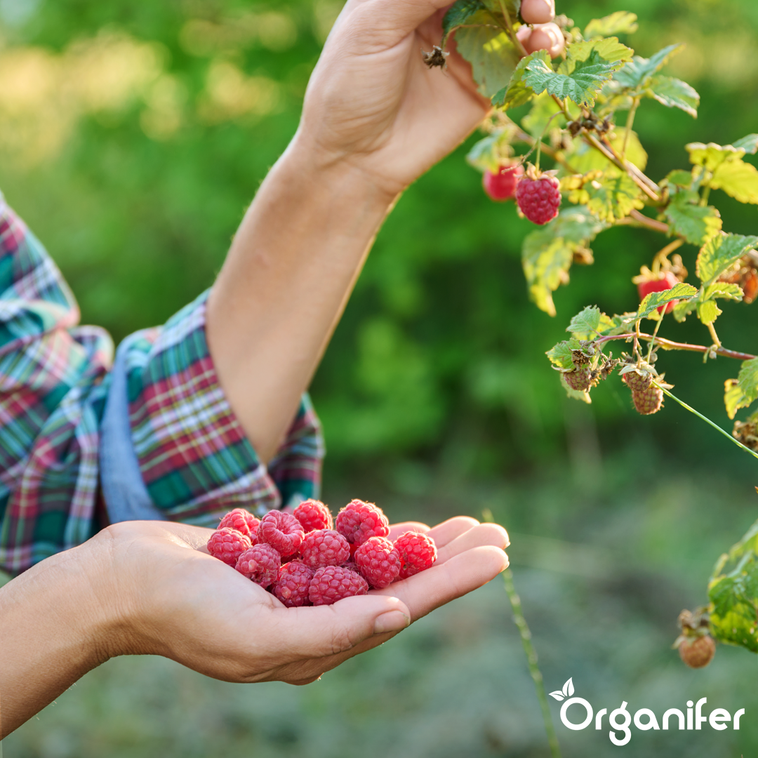 Horn Shavings 1-6 mm Organic Nitrogen Fertiliser 5