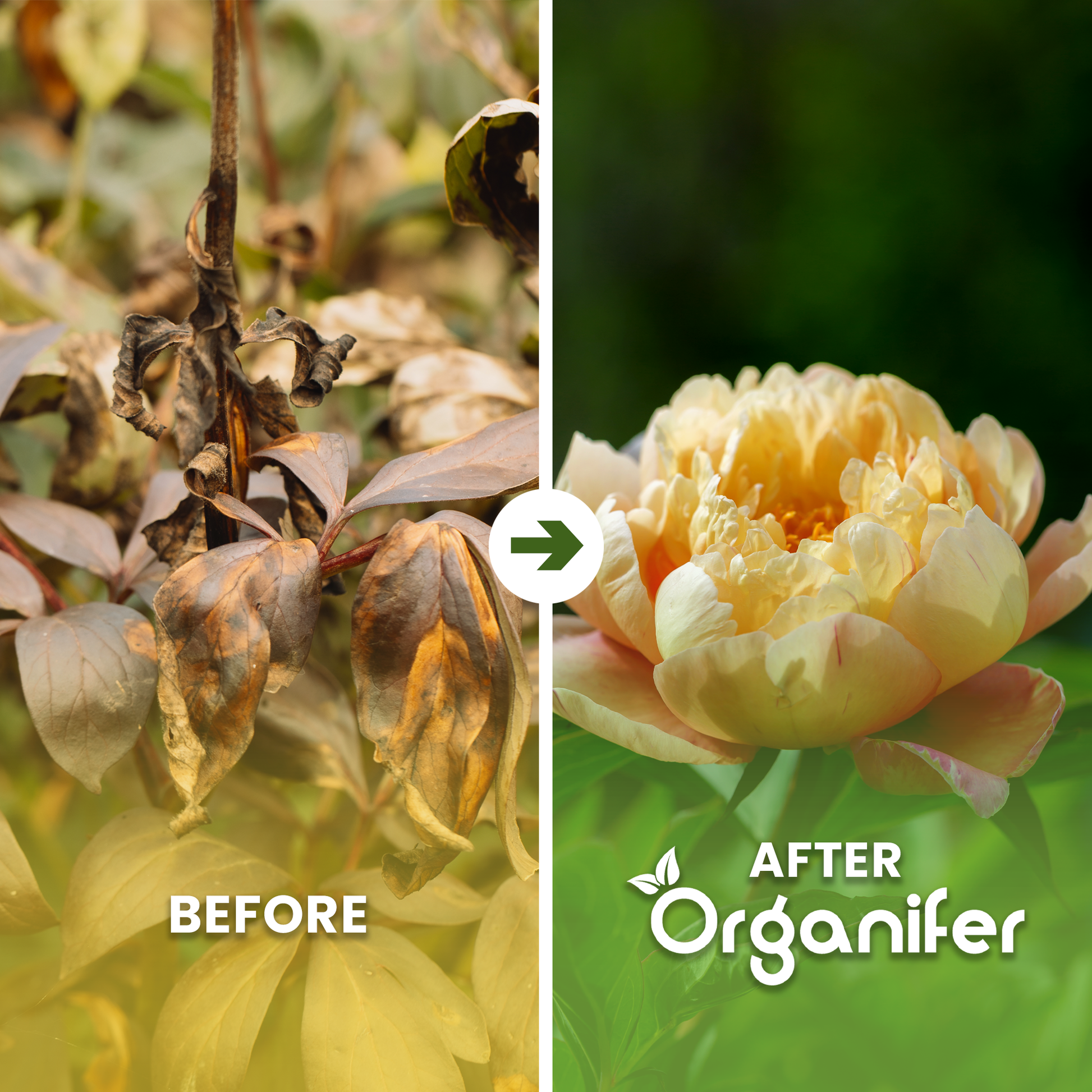 Horn Shavings 1-6 mm Organic Nitrogen Fertiliser Before After