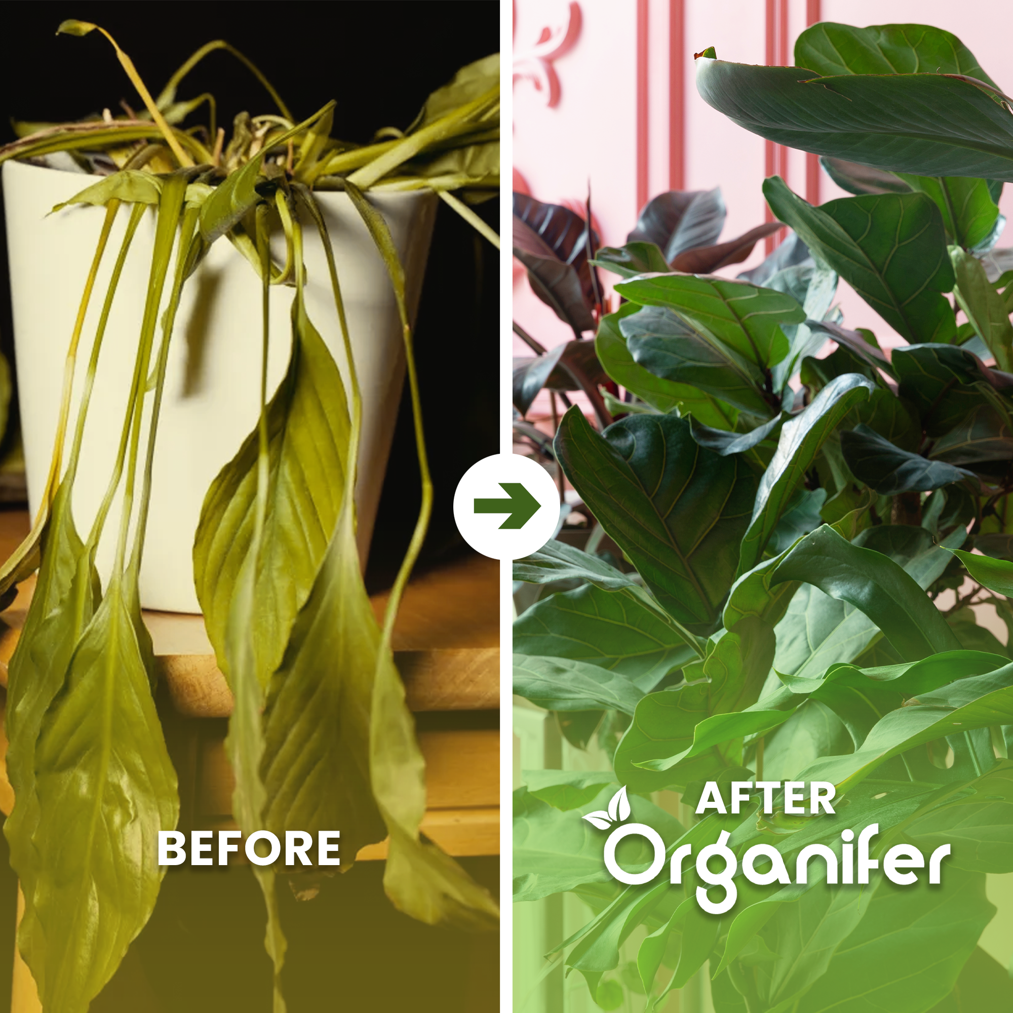 Organifer liquid fertiliser Houseplant before and after
