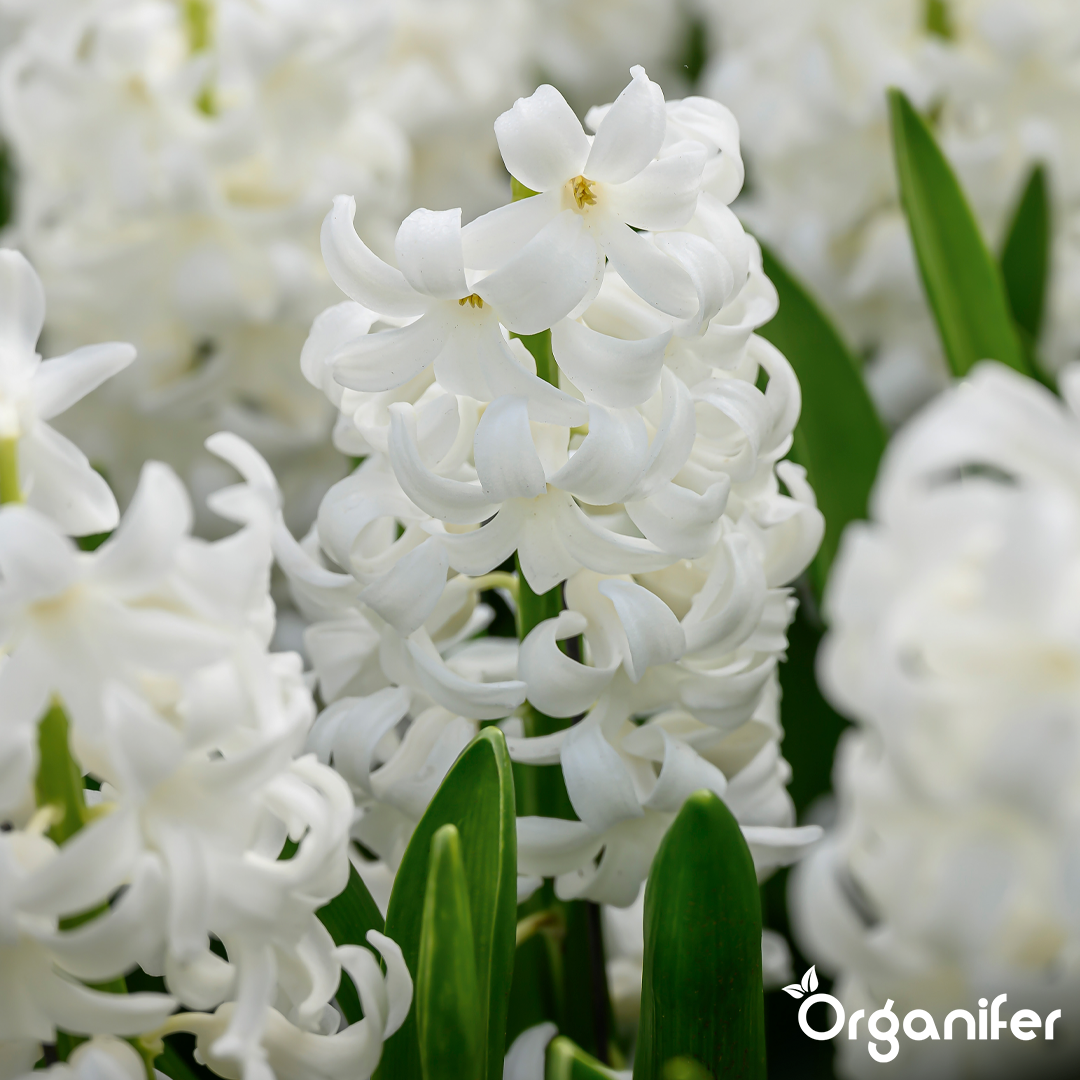 Hyacinths Blue Shades 10