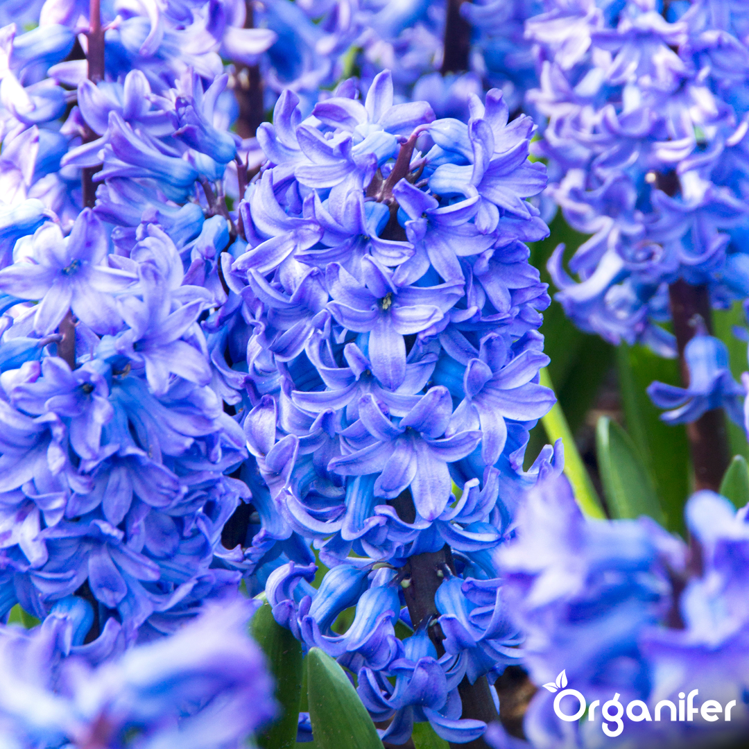 Hyacinths Blue Shades 11