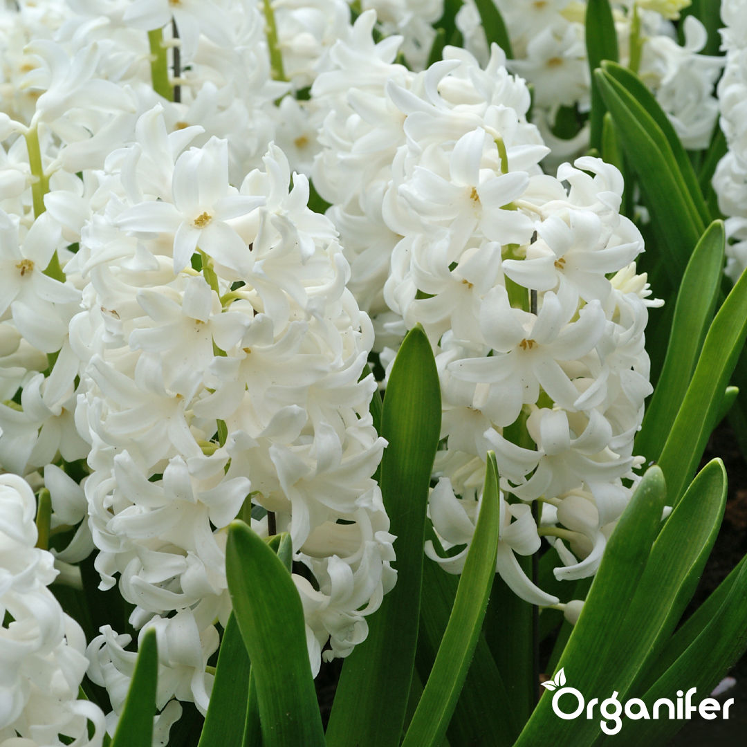 Hyacinths Blue Shades 1