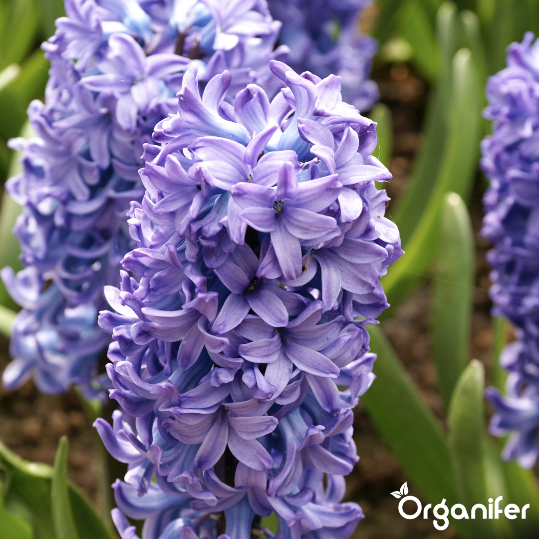 Hyacinths Blue Shades 2
