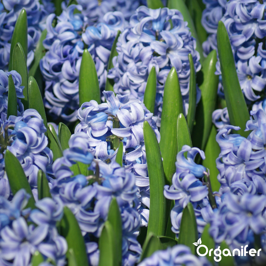 Hyacinths Blue Shades 3