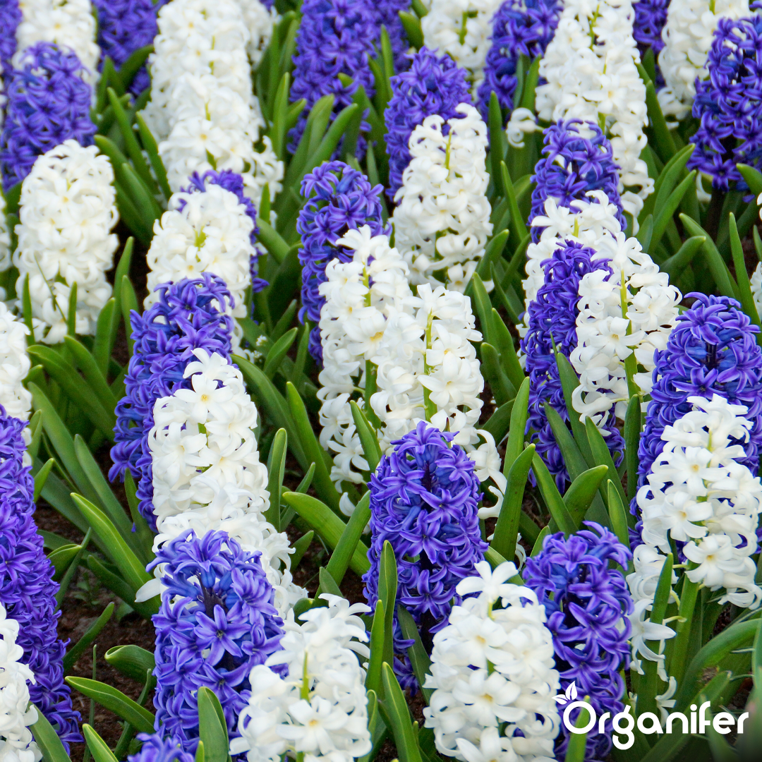 Hyacinths Blue Shades 4