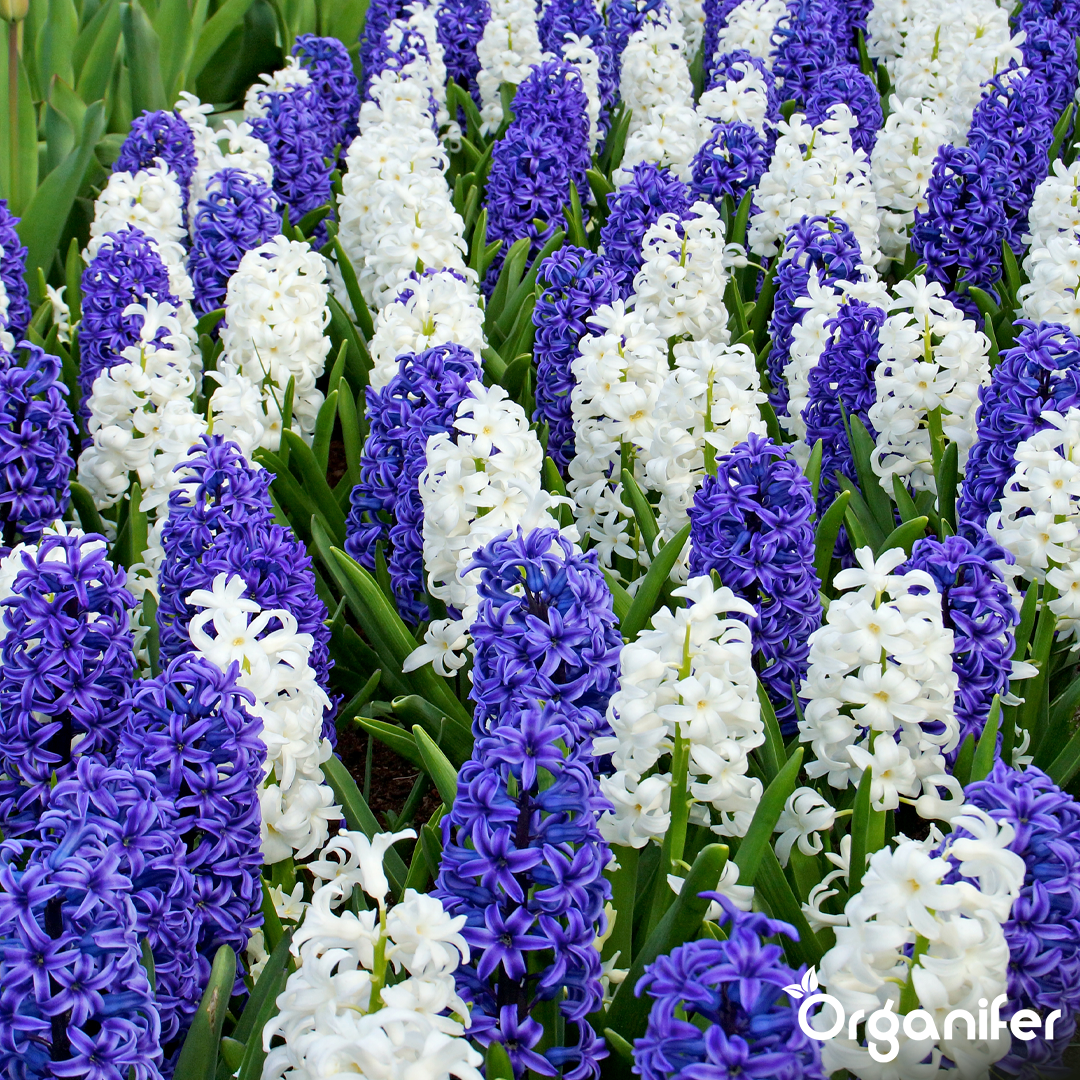 Hyacinths Blue Shades 5