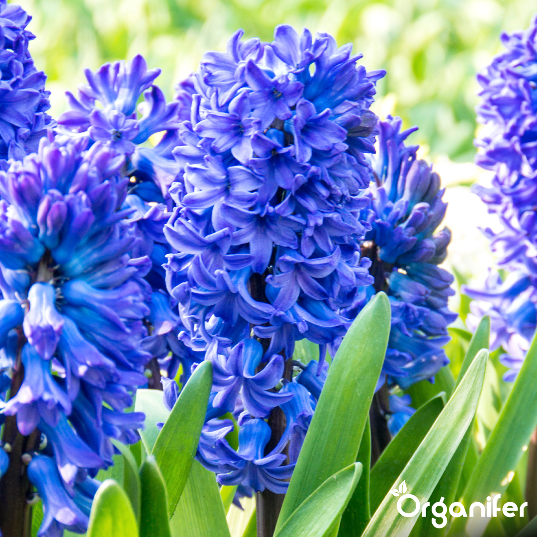 Hyacinths Blue Shades 6