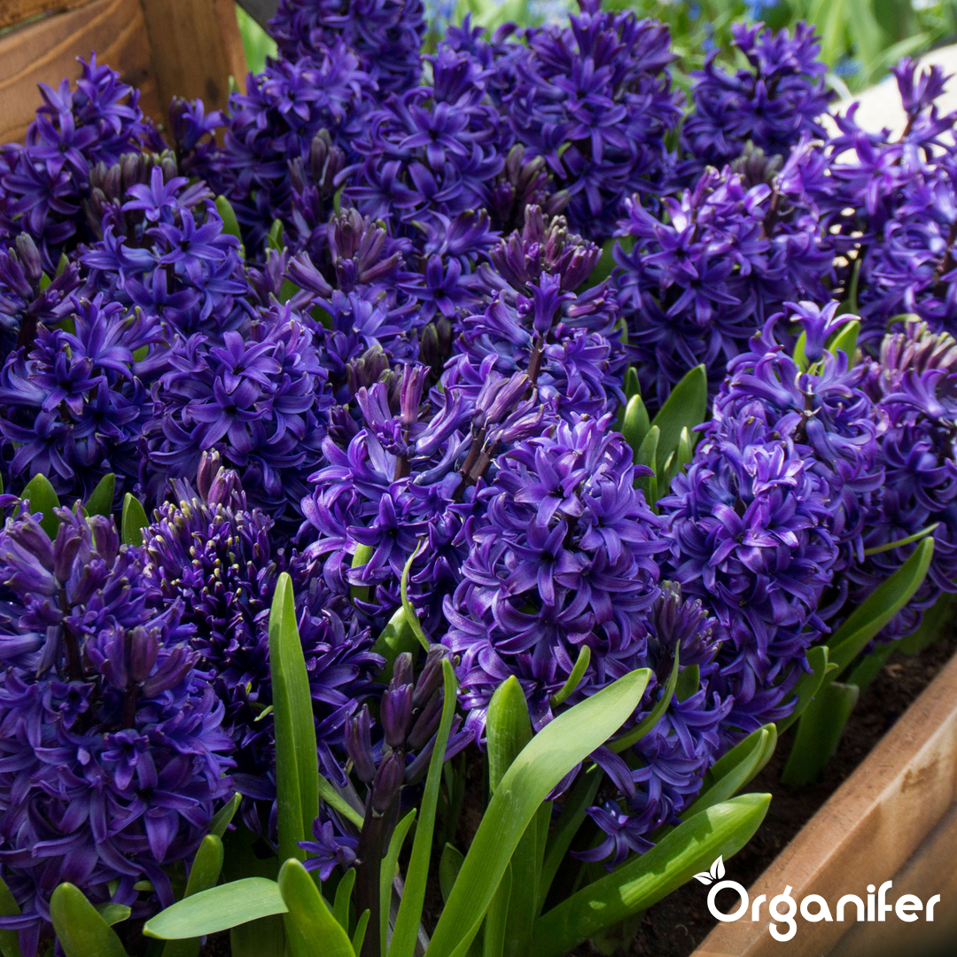 Hyacinths Blue Shades 7