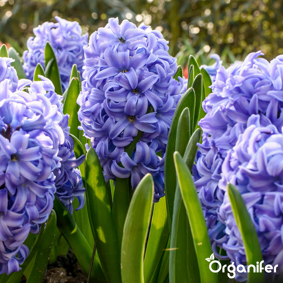 Hyacinths Blue Shades 8