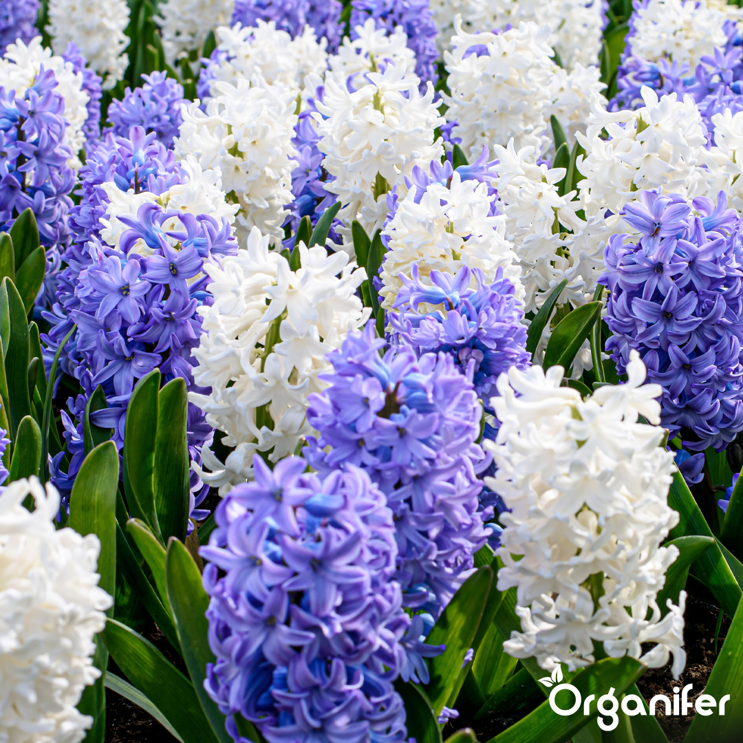 Hyacinths Blue Shades 9