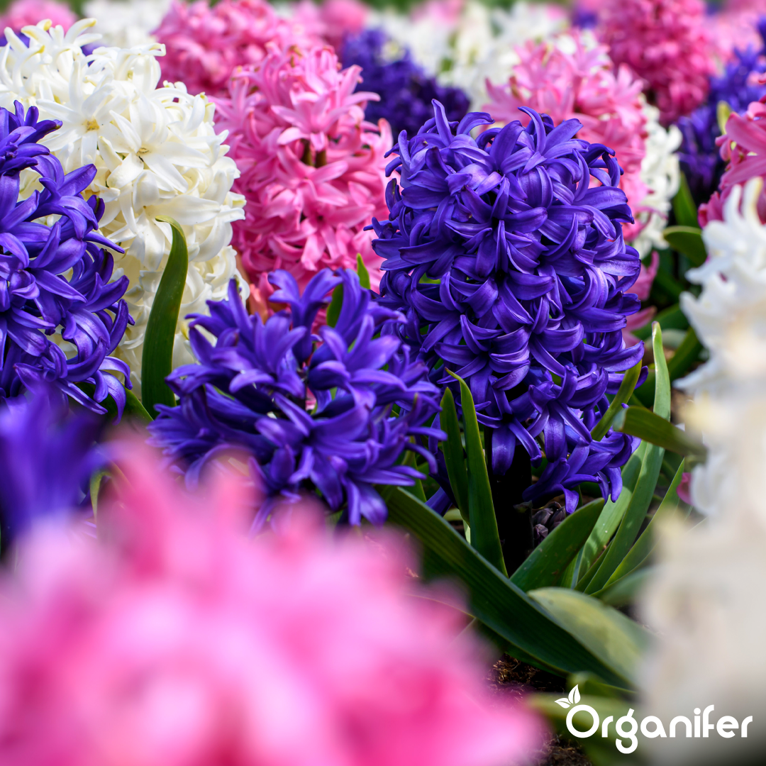 Hyacinths Colorful Mix 10