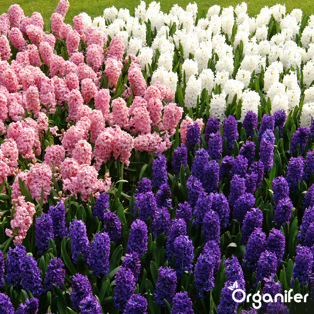 Hyacinths Colorful Mix 1