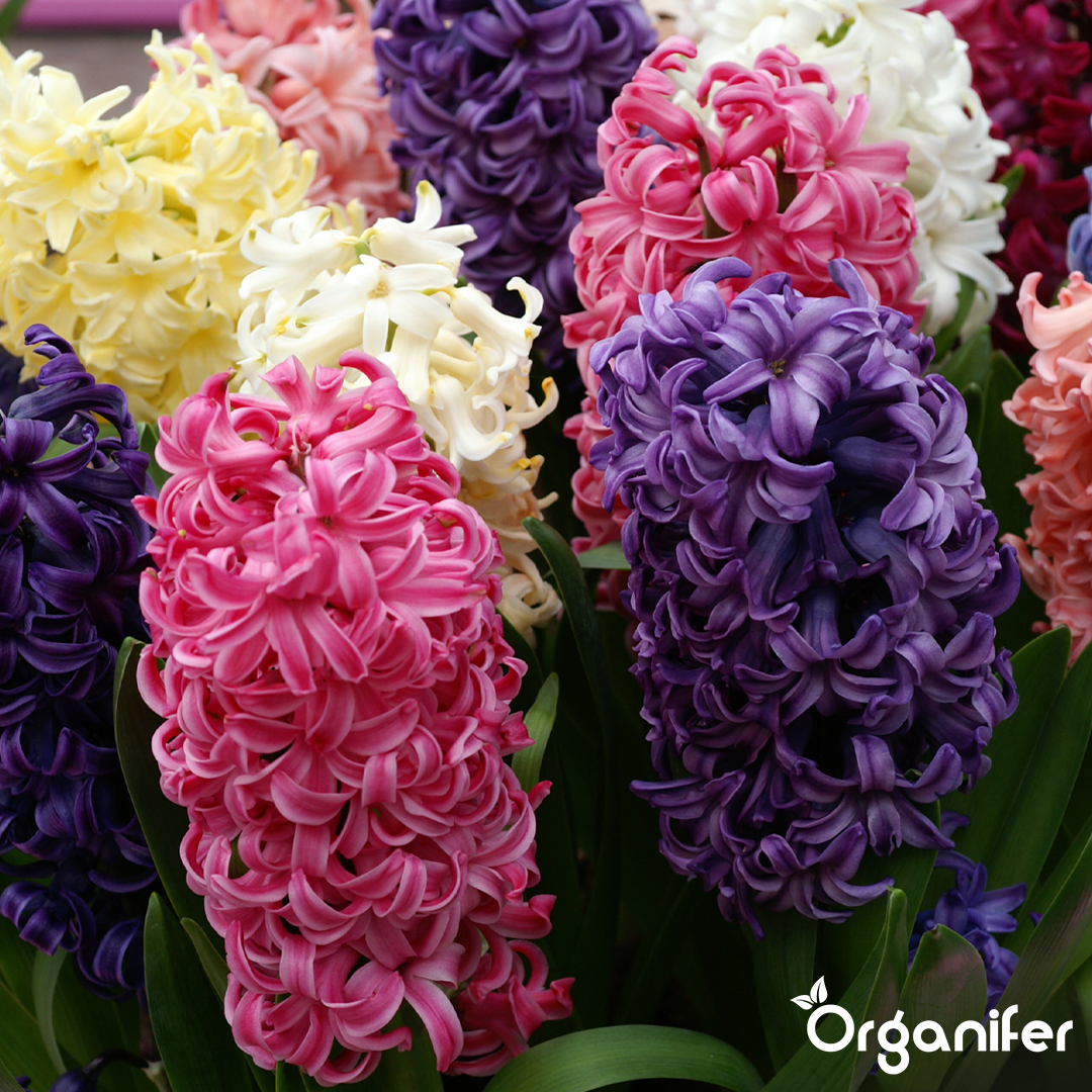 Hyacinths Colorful Mix 2