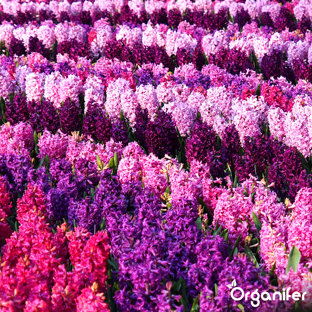 Hyacinths Colorful Mix 3