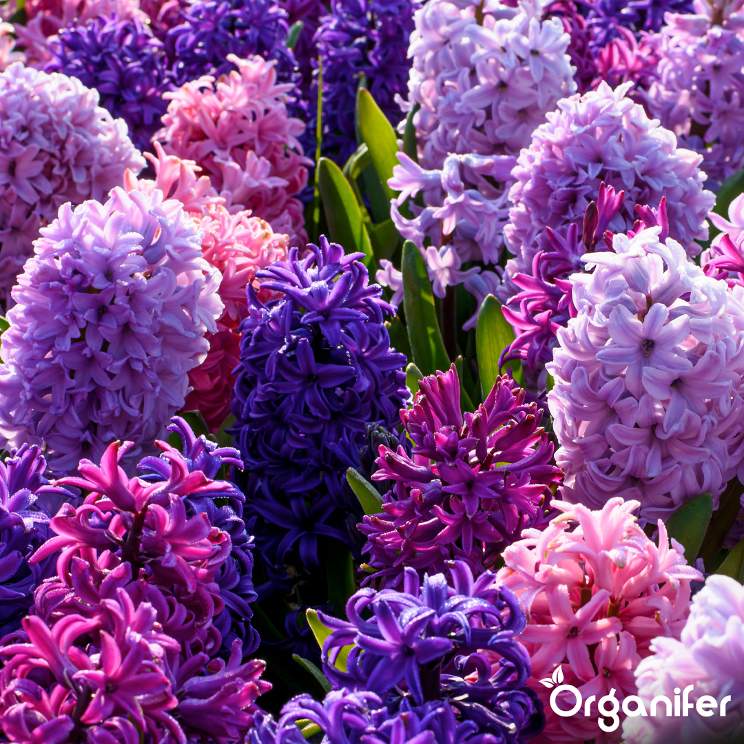 Hyacinths Colorful Mix 4